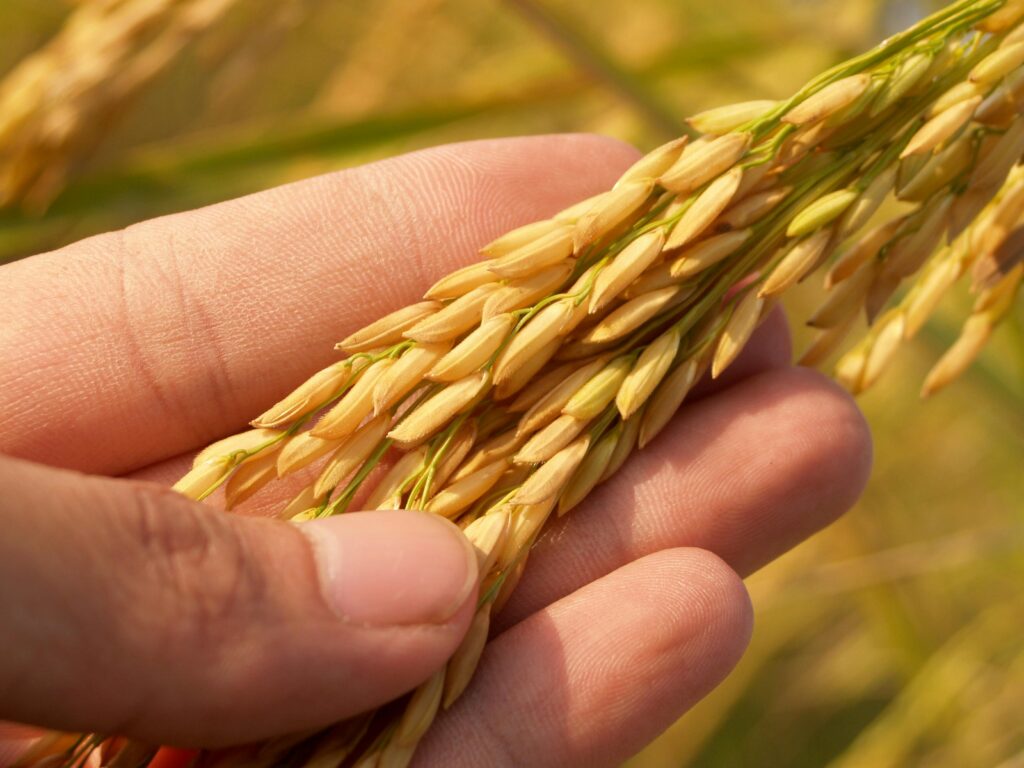 IAM Agriculture Detailed image of a hand gently cradling ripe rice grains, symbolizing harvest and agriculture.